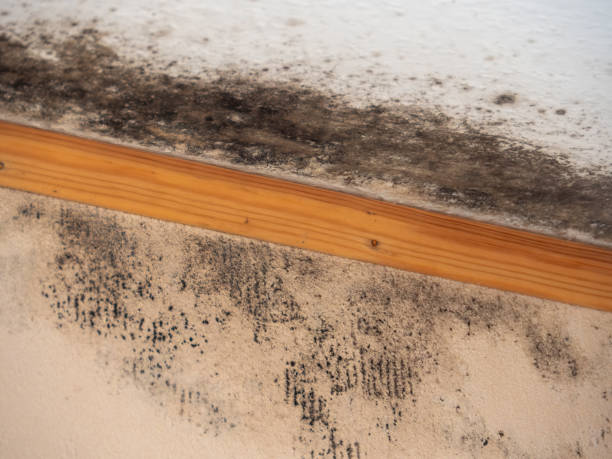 Mold Remediation for Vacation Homes in Mccleary, WA