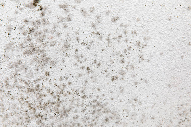 Professional Mold Removal in Mccleary, WA